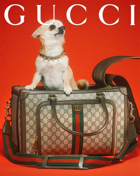 gucci pet line|Gucci pet slang.